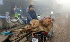 Con bò của hộ anh Lù A Khua (bản Tà Xùa C) vừa được Nhà nước hỗ trợ tháng 11.2017. Anh Khua mong muốn sẽ có cơ hội đổi đời từ con bò nhưng đến nay bò đã chết rét...ảnh: Kiều Thiện