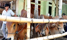 Chợ buôn bò ven quốc lộ