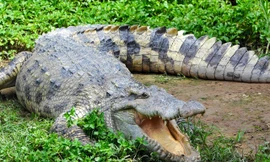 Cậu bé Shrikant Sethi đã bị cá sấu giết chết khi đang tắm sông