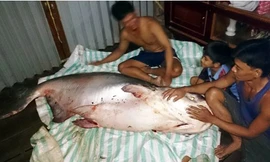 Con cá tra dầu có trọng lượng gần 140 kg vừa được nông dân ở tỉnh Đồng Tháp bắt được. Ảnh: VTC News. 