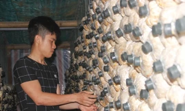 Chàng thanh niên trẻ Trần Văn Phúc khởi nghiệp ngay trên quê hương với cây nấm