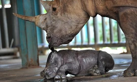 Hồi hộp như canh tê giác đẻ 