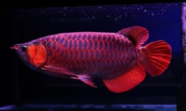 Cá rồng huyết long