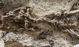 Ảnh minh họa. (Nguồn: sciencenews.org)