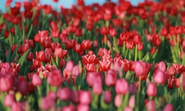 Hoa Tulip vốn là niềm tự hào của người Hà Lan, được họ mang đi khắp nơi