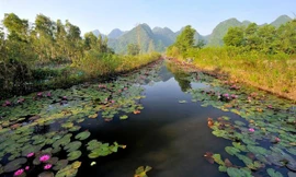 Hoa súng chùa Hương khoe sắc hồng dưới nắng thu