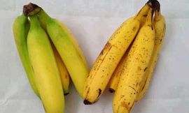 Chuối chín ép vàng tươi nhưng phần cuống vẫn còn xanh. Ảnh minh họa: P.T.