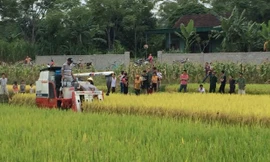 Người dân xã Bắc Thành tập trung rất đông trên cánh đồng phản đối việc thu tiền máy gặt của xã. Ảnh: Cảnh Thắng