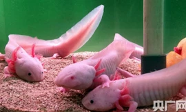 'Khủng long 6 sừng' trong công viên Trung Quốc