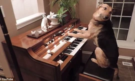 Chó học chơi piano gây sốt trên mạng