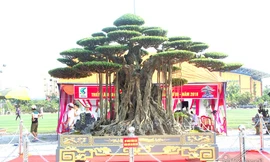 Trải thảm đỏ đón cây dát vàng 10 tỷ xôn xao khắp chốn