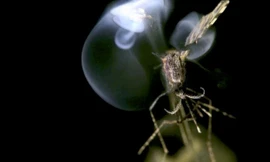 Trong vòng 25 mili giây, bạn có xác của con côn trùng trên mặt đất.