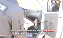 Suýt chết vì rắn hổ mang cực độc trú ngụ trên xe