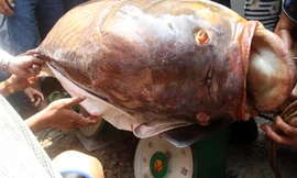 Con cá đặt trên hai bàn cân loại 100 kg. Trọng lượng con cá được xác định 128 kg. Anh Dũng bán được giá 192 triệu đồng.