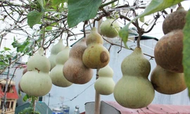 Vườn hồ lô ăn cả năm không hết trên tầng thượng giữa Hà Nội