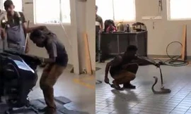 Hổ mang dài 1,8 mét trốn trong khoang động cơ ôtô