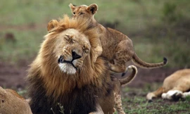 Cực “độc” cảnh vua sư tử đực cưng chiều con