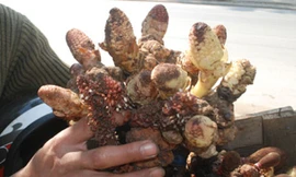 Nấm tỏa hương được người dân Lào Cai khai thác trên núi cao bán cho du khách.