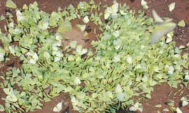 Thực hư phượt thủ phi xe lên hàng ngàn con bướm để quay clip gây bão mạng