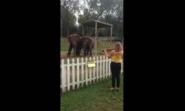 Voi nhảy theo tiếng đàn violin