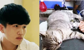'Thánh yêu mèo' là đây, bán cả tài sản cứu mèo con bị rơi từ tầng 5 xuống
