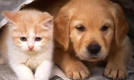 Những bệnh khủng khiếp bạn có thể bị lây từ thú cưng