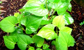 Bất ngờ 5 tác dụng tuyệt vời của rau diếp cá