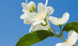 Làm đẹp đơn giản với hoa nhài