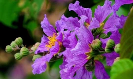 Bất ngờ bài thuốc chữa bệnh từ hoa bằng lăng