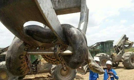 Con trăn Medusa được tìm thấy tại Nam Mỹ vào năm 2016