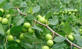 Lá cây táo ta chữa được những bệnh gì?