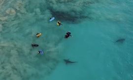 Hai con cá mập Bronze Whaler - mỗi con dài khoảng 3 m - đang rình rập những đứa trẻ. Ảnh: DLIMEX