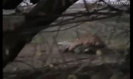 Hổ hạ sát cá sấu khổng lồ