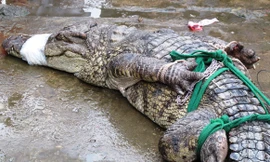 Dân báo tin cá sấu xuất hiện trên sông Ông Đốc