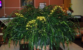 Chậu hoa địa lan Trầm Mộng có 103 cành hoa cùng nở vào dịp Tết Ất Mùi 2015