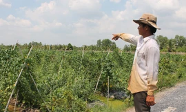 Nông dân đạt giải sản xuất giỏi năm 2018