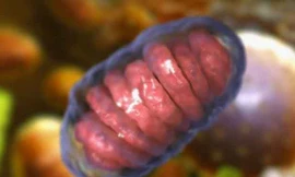 Các nhà khoa học đã phát hiện cách để đoán chính xác tuổi thọ của giun.