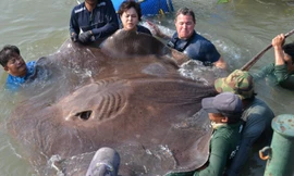 Con cá đuối khổng lồ ở Thái Lan. Ảnh: Litton Entertainment