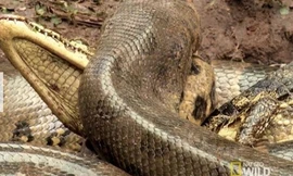 Trăn anaconda săn cá sấu trên sông Brazil