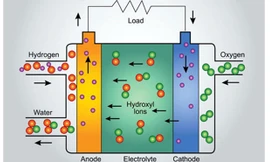 Pin điện thoại sẽ được sản xuất từ tảo biển?