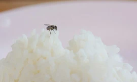 Ruồi mang theo trung bình tới 200 loại vi khuẩn có hại trên cơ thể. (Ảnh: Shutterstock) 