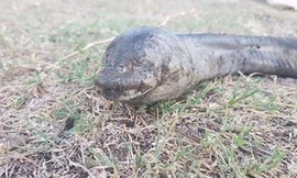 Sinh vật lạ mềm như rắn, không mắt xuất hiện ở hồ nước Argentina