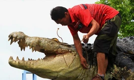 Con cá sấu Merry. (Nguồn: Xinhua)