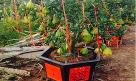 Các chậu phật thủ bonsai của vườn anh Tạ Tùy Duy được trang trí để giao cho khách.