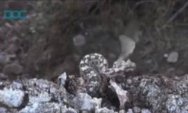 Tuyệt chiêu dùng đuôi nhử chim của rắn hổ lục