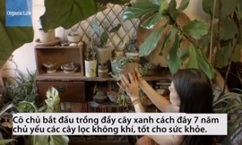 Cô gái trồng 670 cây trong nhà để thanh lọc không khí