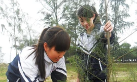 Thanh niên niên trồng cây chắn sóng