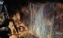 Giăng tơ bít kín cửa hang, nhện độc vẫn bỏ mạng oan uổng