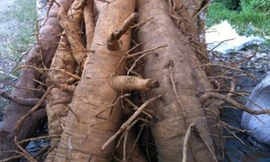 Rễ đinh lăng chất thành đống ven đường, to như bắp tay người lớn, không có đặc điểm để nhận biết. 