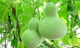 Bài thuốc bổ thận tráng dương từ bầu hồ lô cho quý ông